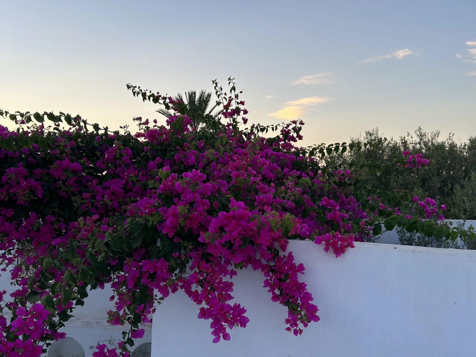Bougainvilliers au crépuscule — La maison bleue à Djerba