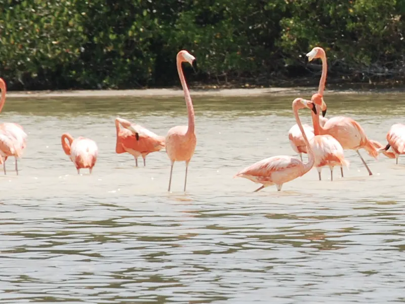 Les flamants roses — Djerba